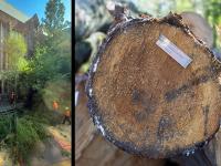 two pictures - one of trees being removed at Anderson Hall, the other of the tree tagged with info