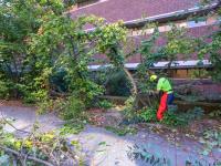 man cuts trees with a chainsaw