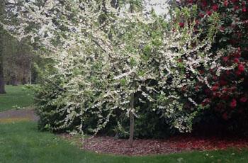 memorial tree with white flowers