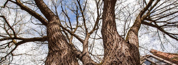 large elm tree near suzzallo library