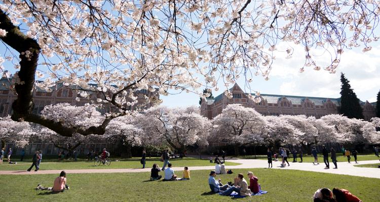 cherry trees in bloom in the quad