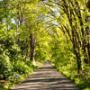 paved trail with trees arching overhead