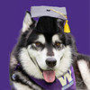 Dubs wearing a graduation cap