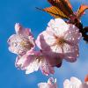 cherry blossom with blue sky