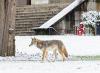 coyote near Denny Hall