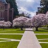 UW quad with cherry trees in bloom