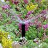 Sprinkler controller waters plants on the Life Sciences green roof