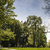 trees on green lawn