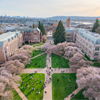 cherry trees in UW Quad