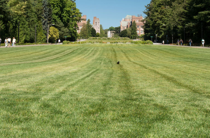 Image of Upper Rainier Vista