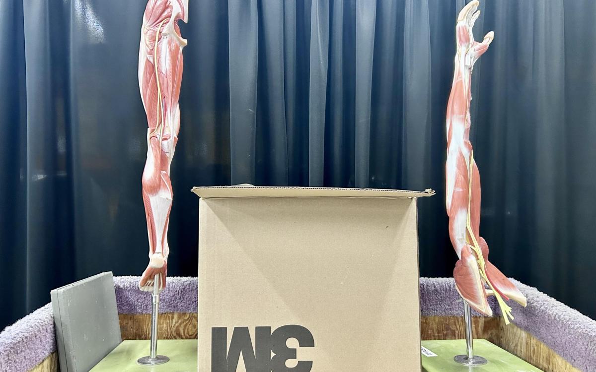 An arm and leg anatomy models witha box between.