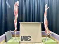 An arm and leg anatomy models witha box between.